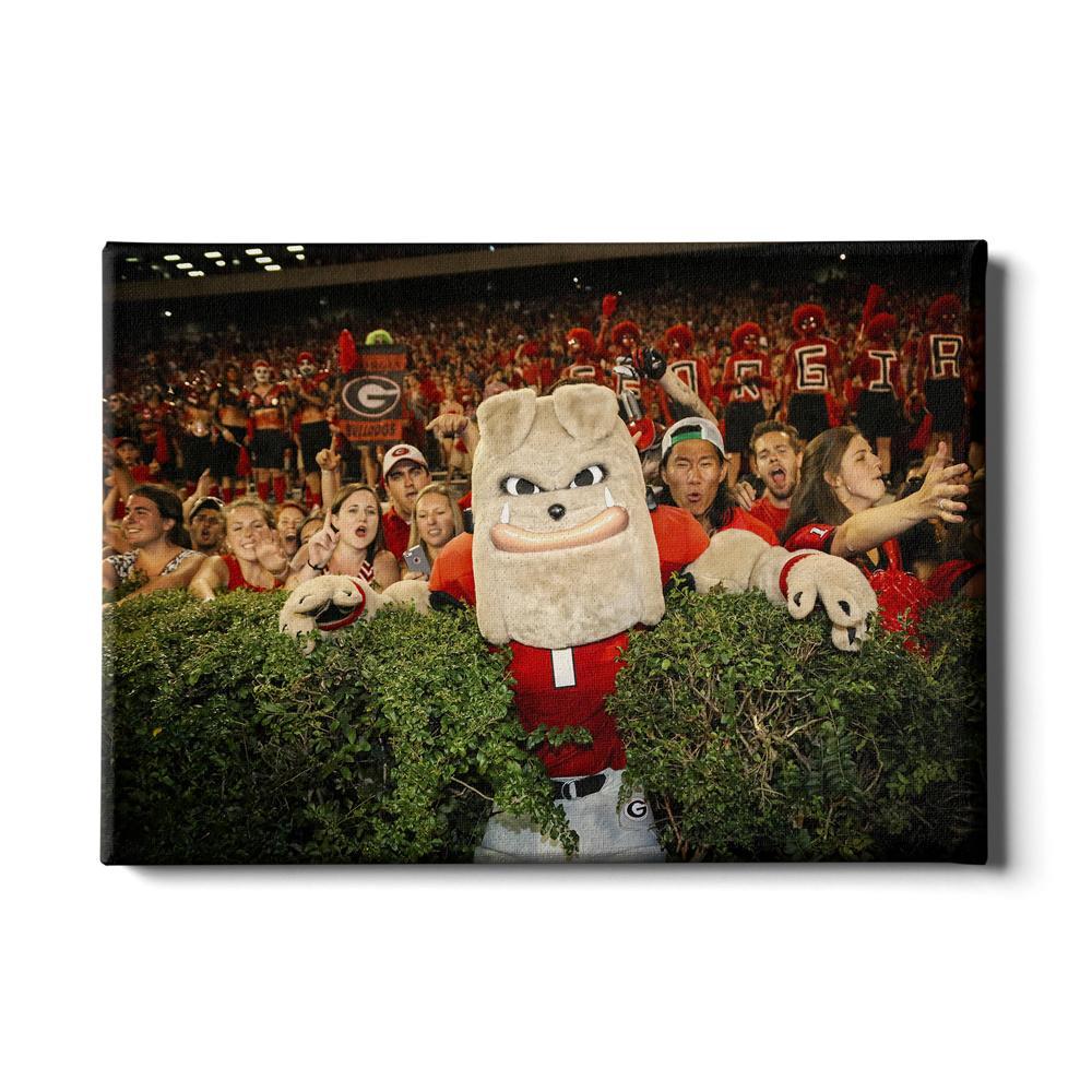 Georgia Bulldogs - Hairy in the Hedges - College Wall Art #Canvas