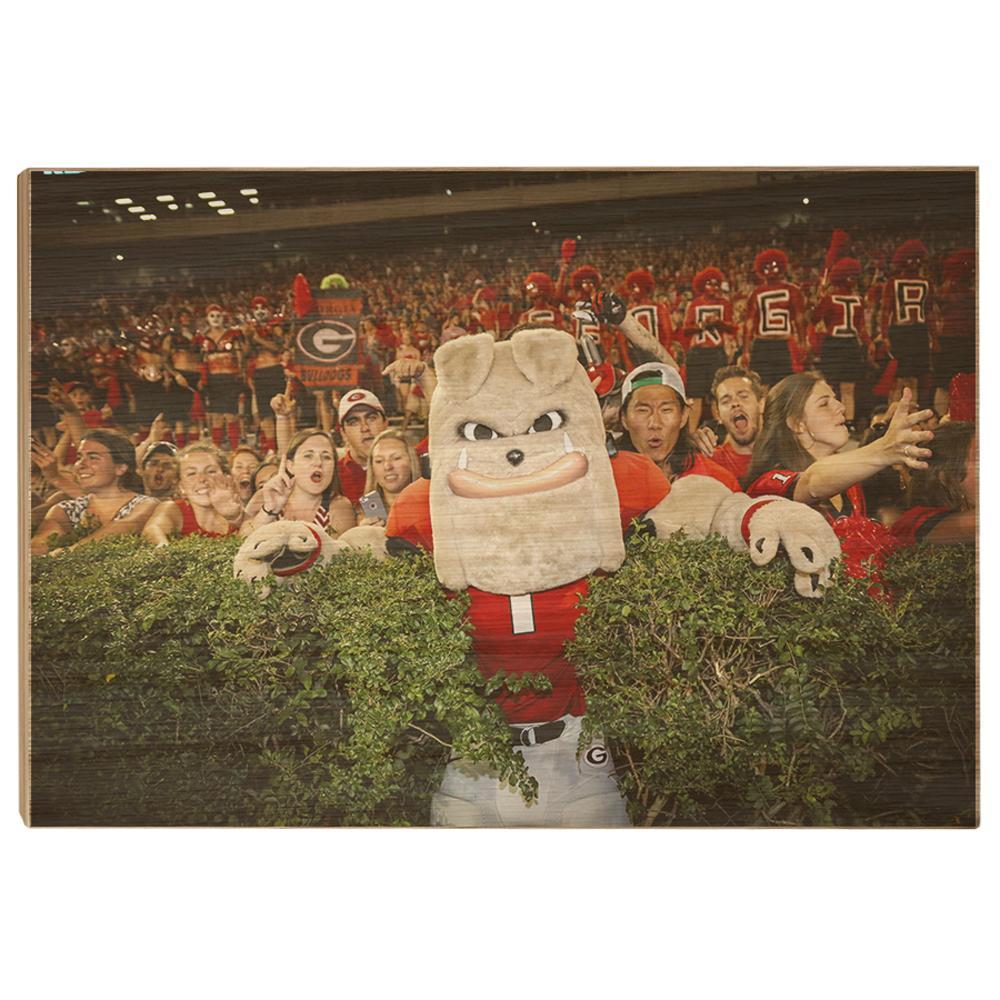 Georgia Bulldogs - Hairy in the Hedges - College Wall Art #Canvas