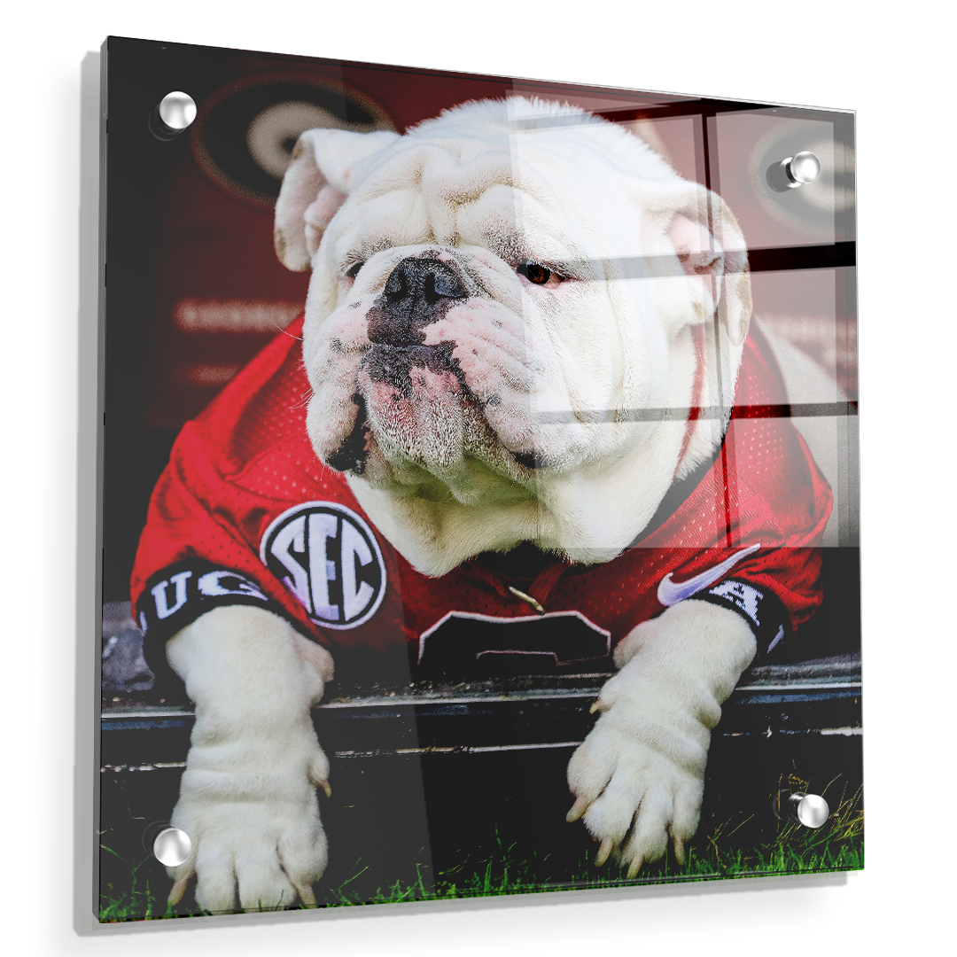 Georgia Bulldogs - Uga Chillin - College Wall Art #Canvas