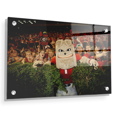 Georgia Bulldogs - Hairy in the Hedges - College Wall Art #Acrylic