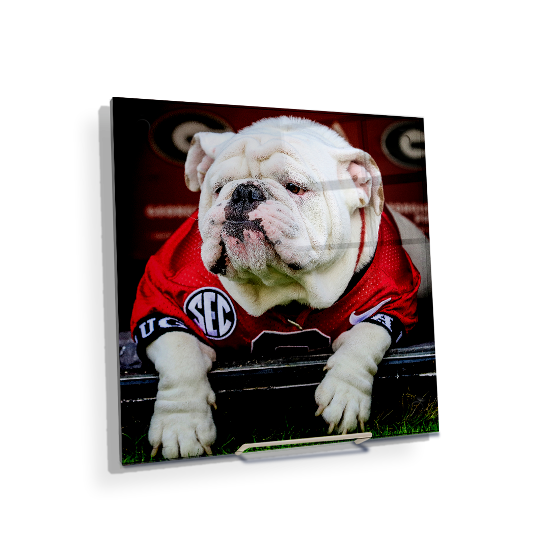 Georgia Bulldogs - Uga Chillin - College Wall Art #Canvas