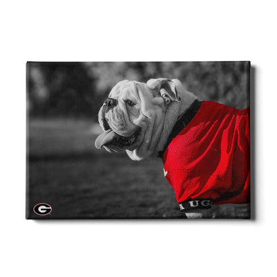 Georgia Bulldogs - Uga Poised - College Wall Art #Canvas