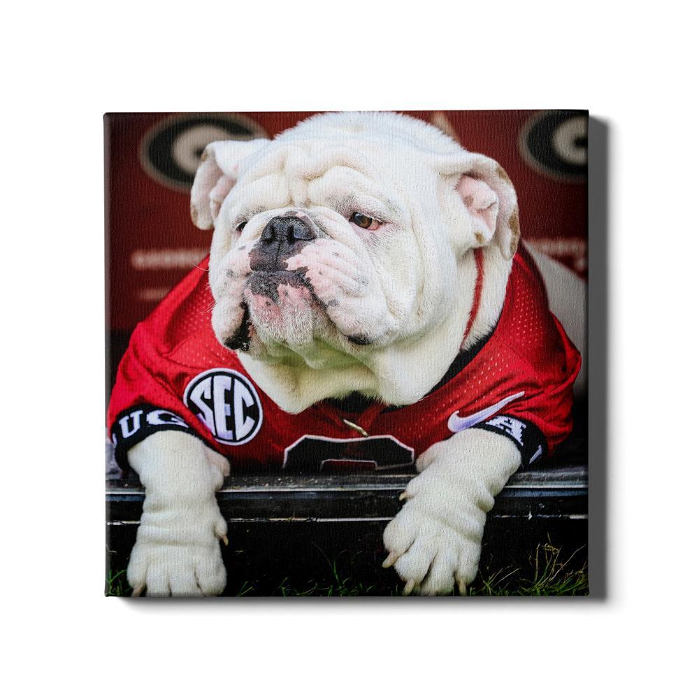 Georgia Bulldogs - Uga Chillin - College Wall Art #Canvas