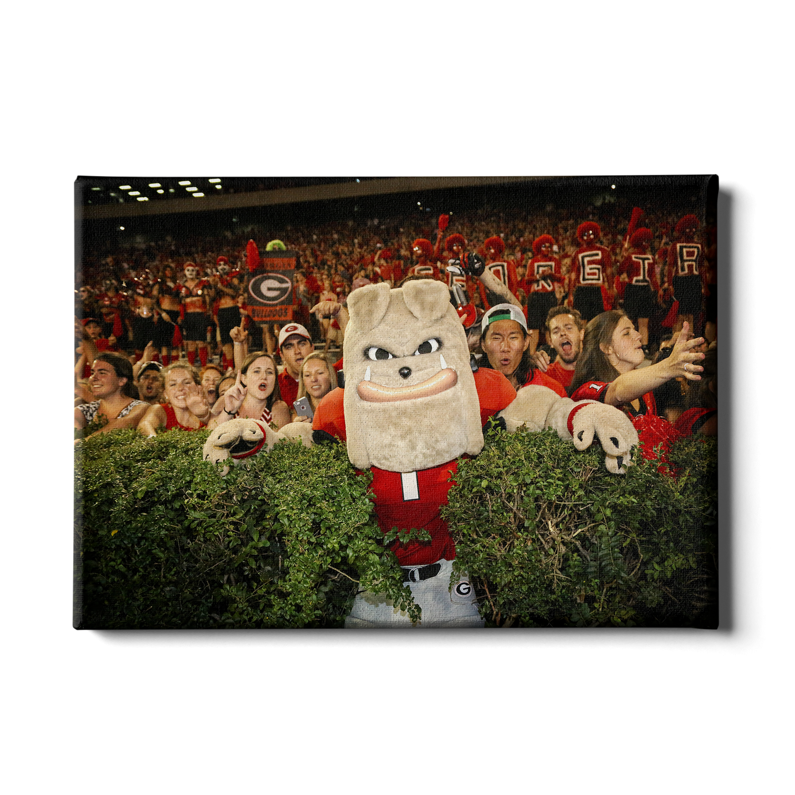 Georgia Bulldogs - Hairy in the Hedges - College Wall Art #Canvas