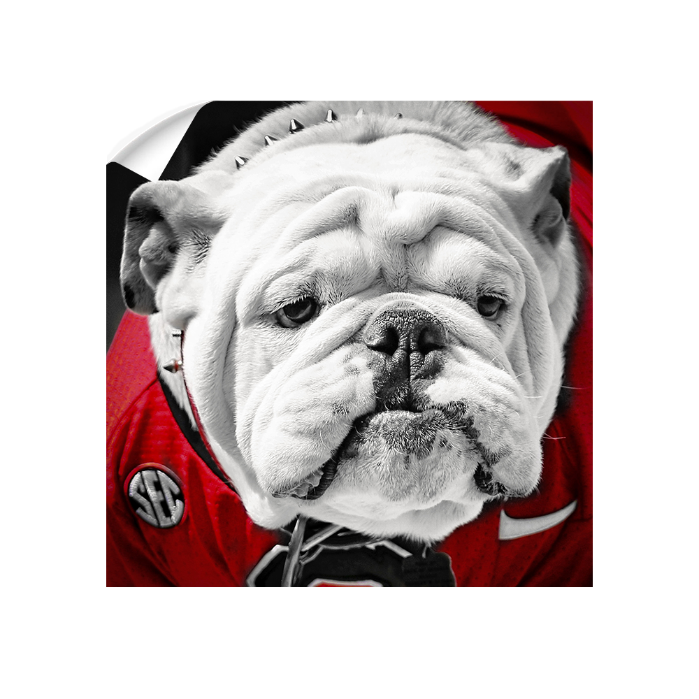 Georgia Bulldogs - Uga Close Up - College Wall Art #Canvas