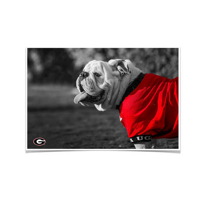 Georgia Bulldogs - Uga Poised - College Wall Art #Poster