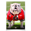 Georgia Bulldogs - Uga Poised II - College Wall Art #Poster