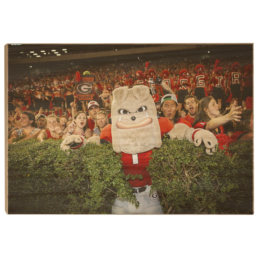 Georgia Bulldogs - Hairy in the Hedges - College Wall Art #Canvas
