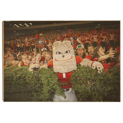 Georgia Bulldogs - Hairy in the Hedges - College Wall Art #Wood