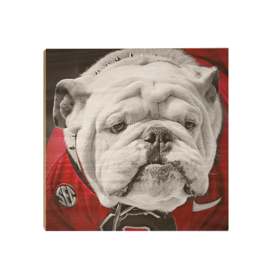 Georgia Bulldogs - Uga Close Up - College Wall Art #Canvas